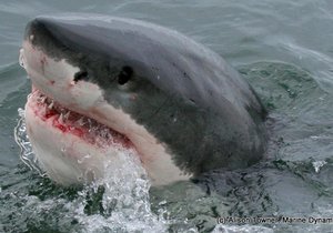 1986 se Haai in Hawe